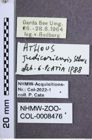 Etikette zu Athous (Orthathous) judicariensis (Schwarz, 1900) (NHMW-ZOO-COL-0008476)